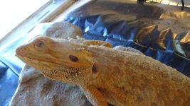 male lb het hypo het trans wood cage.jpg