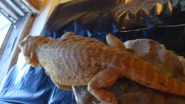 male lb het trans het hypo wood cage.jpg
