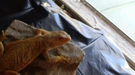 male orange citrus hypo het trans.jpg