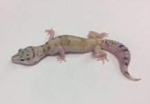 HYPO W:Y 1.jpg