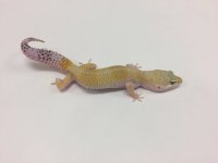 TANG HET TREMPER.jpg