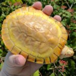 IMG_20170718_124115_368.jpg