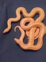 received_1222122554500442.jpg