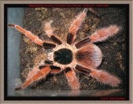 M.robustum(m)1.jpg