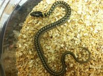 garter_1024x1024.jpg