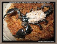 H.spinifer(f)nymphs1.jpg