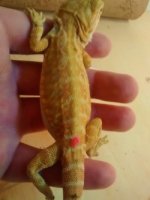thumbnail_IMG_20170124_153425048.jpg
