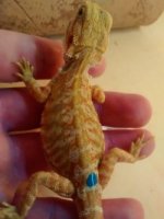 thumbnail_IMG_20170124_153601576.jpg