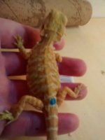 thumbnail_IMG_20170124_153552625.jpg