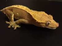 female crested 1.jpg
