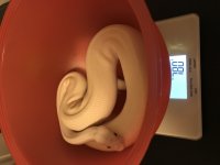 IMG_0334.jpg