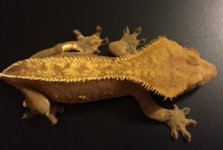 female crested 4.jpg