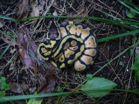 80-2016 Pastel female #2 70 gm $65.00.jpg