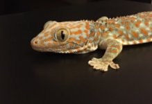 tokay1.jpg