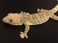 tokay2.jpg