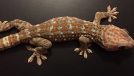 tokay3.jpg