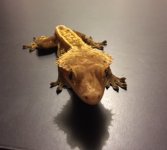 male crested 1.jpg