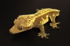 male crested 2.jpg