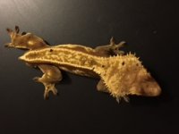male crested 3.jpg