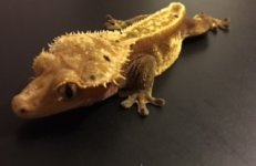 male crested 4.jpg