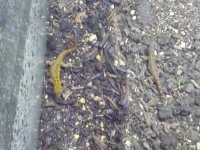 IMG_20170611_080136.jpg