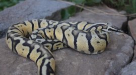 IMG_3668.JPG