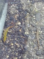 IMG_20170611_080141.jpg