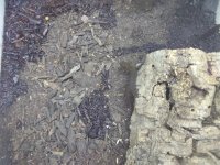 IMG_20170611_080339.jpg