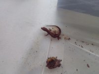 IMG_20170611_095558.jpg
