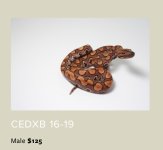 ced.jpg
