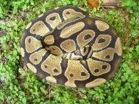27-Adult 50% possible het Pied male #103 1200 gm $35.00.jpg
