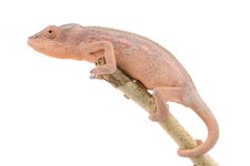 Ankaramy-Female---Canvas-Select-2.jpg Ankaramy-Female---Canvas-Select-2.jpg