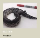 B16-6.jpg