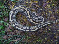 82-2014 Mojave female #2 600 gm $350.00.jpg