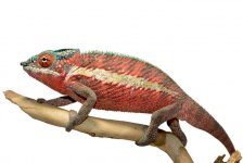 Ankaramy Male 1 - Canvas Chameleons (1).jpg Ankaramy Male 1 - Canvas Chameleons (1).jpg