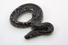 stxval 17-46 male $400.jpg