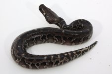 STxVal 17-41 FEMALE $350.jpg