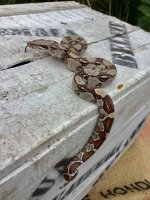 IMG_2133.jpg