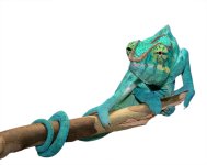 Azul Jr - Nosy Be - Canvas Chameleons (3) Small.jpg Azul Jr - Nosy Be - Canvas Chameleons (3) Small.jpg