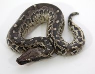 stxval 17-49 male $150.jpg