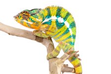 Bob-Marley-Panther-Chameleon-Canvas-Chameleons-2.jpg Bob-Marley-Panther-Chameleon-Canvas-Chameleons-2.jpg