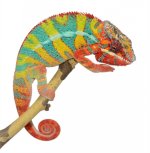 Outline - Ambilobe Sire - Panther Chameleon - Canvas Chameleons (4).jpg Outline - Ambilobe Sire - Panther Chameleon - Canvas Chameleons (4).jpg