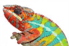 Outline - Ambilobe Sire - Panther Chameleon - Canvas Chameleons (1).jpg Outline - Ambilobe Sire - Panther Chameleon - Canvas Chameleons (1).jpg