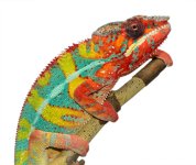 Outline - Ambilobe Sire - Panther Chameleon - Canvas Chameleons (2) Jpeg.jpg Outline - Ambilobe Sire - Panther Chameleon - Canvas Chameleons (2) Jpeg.jpg