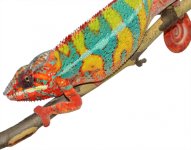 Outline - Ambilobe Sire - Panther Chameleon - Canvas Chameleons (3).jpg Outline - Ambilobe Sire - Panther Chameleon - Canvas Chameleons (3).jpg