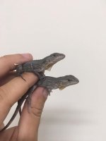 melanosterna babies.jpg