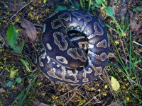 46-2014 Cinnamon Yellowbelly female #1 from unnamed dark dominant bloodline 500 gm $350.00.jpg