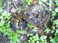 2017 het Pied male #1 90 gm $36.00.jpg