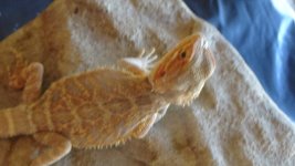 red citrus het trans het hypo baby 100.00.jpg