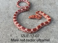 IZLE-17-07 2nd shed.jpg